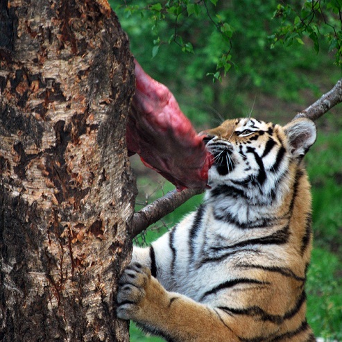  Eating tiger pictures