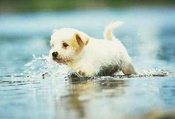 Swimming Dog small dogs