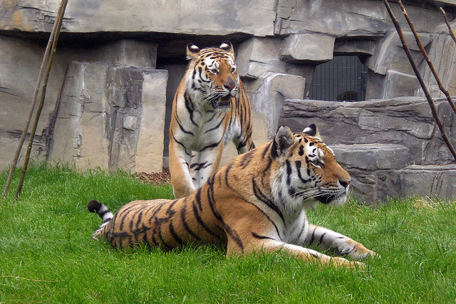Couple tiger pictures
