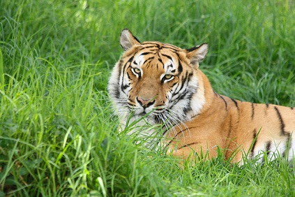  Cool tiger pictures