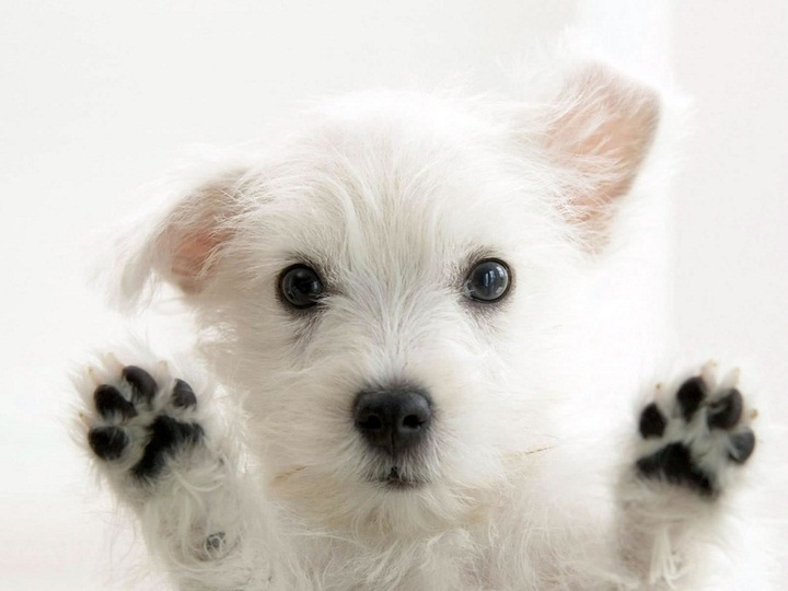 White Dog dog pictures