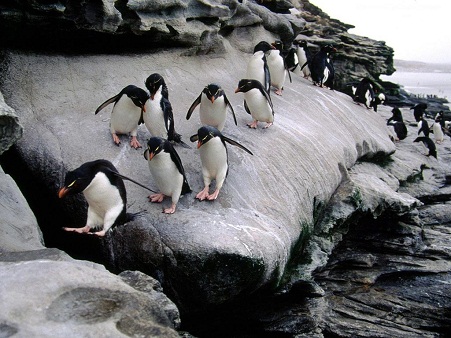  Group penguin pictures