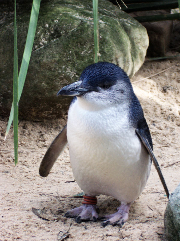  Cool penguin pictures