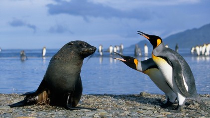  Fighting penguins