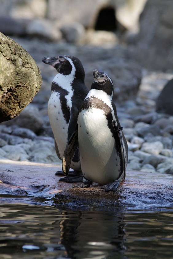  Couple penguin pictures