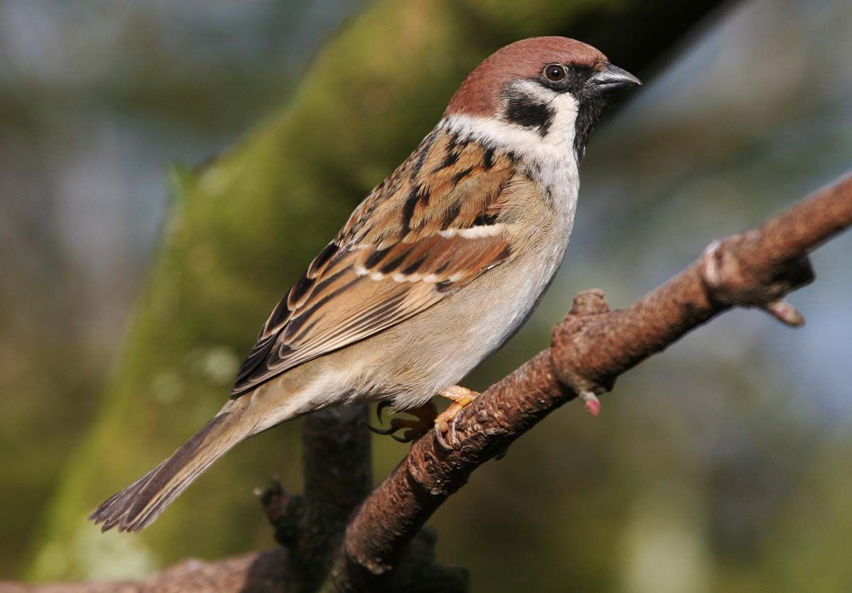 Sweet sparrow