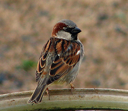 Sad house sparrow