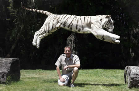 White Tiger tiger images