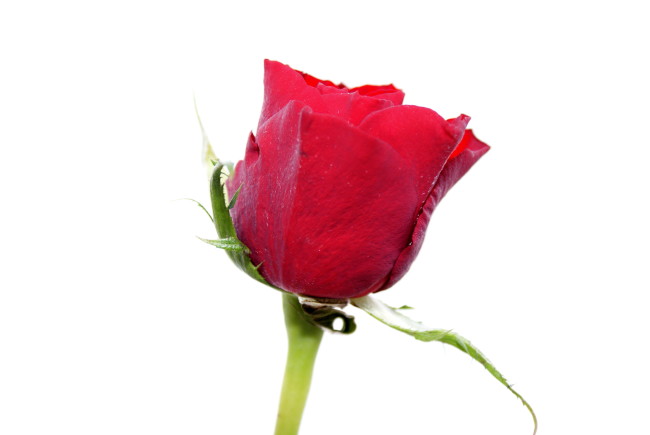 Gorgeous Rose rose
