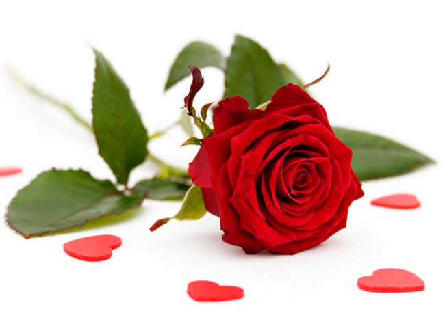 Lovely Rose red rose