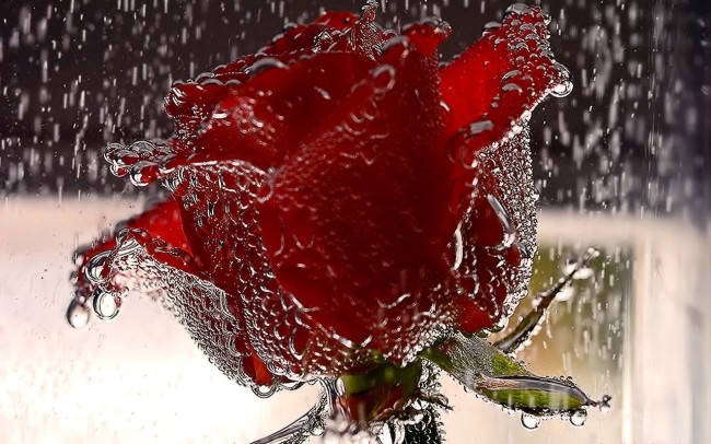 Rose In Rain red rose
