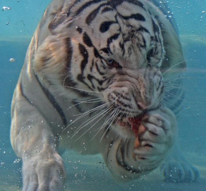 Swimming tiger images