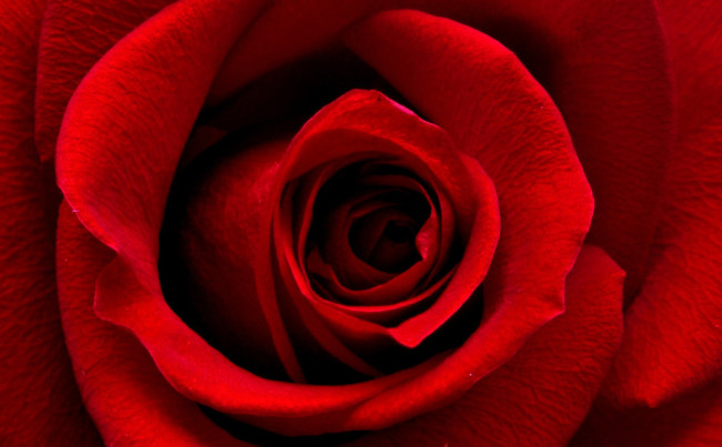 Beautiful Flower rose