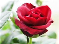 Red Rose red rose