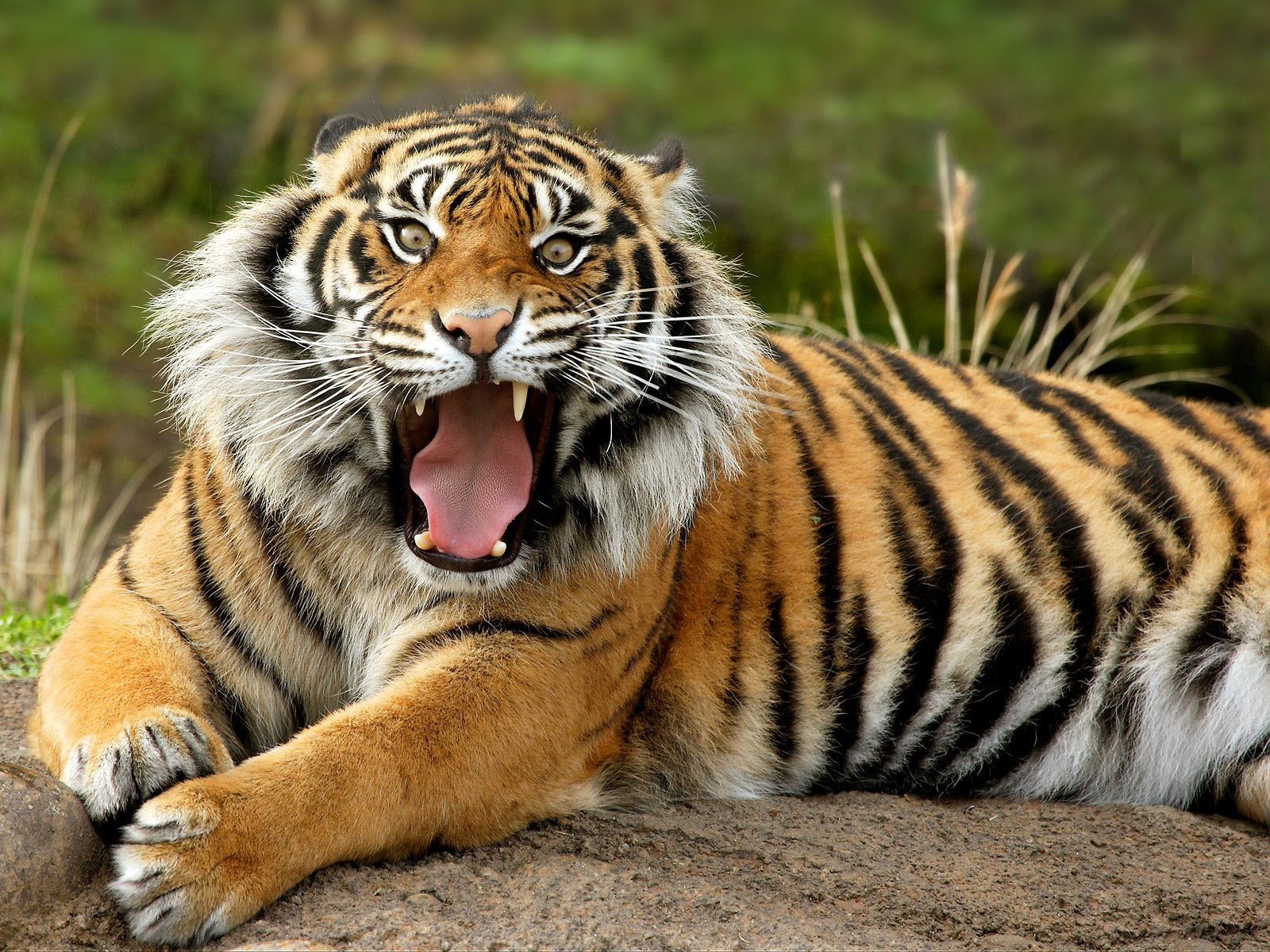 Ferocious Tiger tiger images