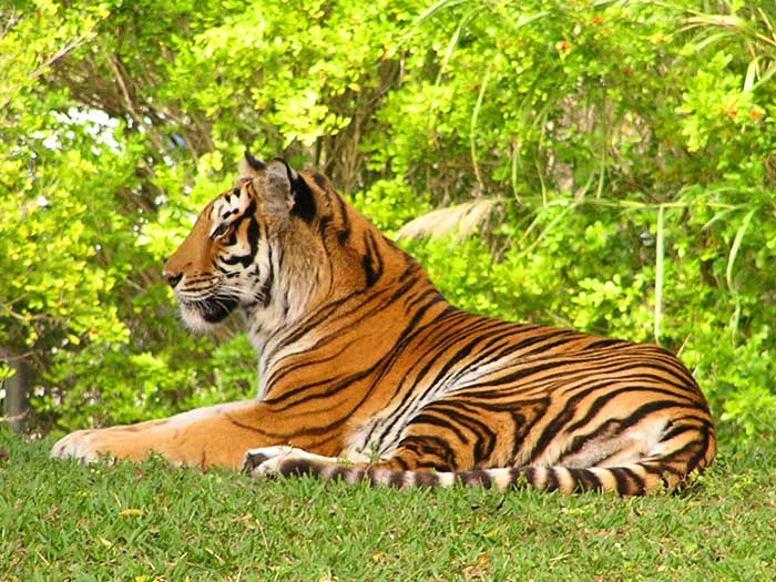 Beautiful Tiger tiger images