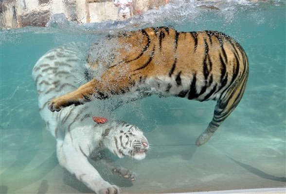 Playing tiger images