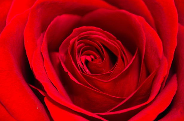 Beautiful Rose red roses