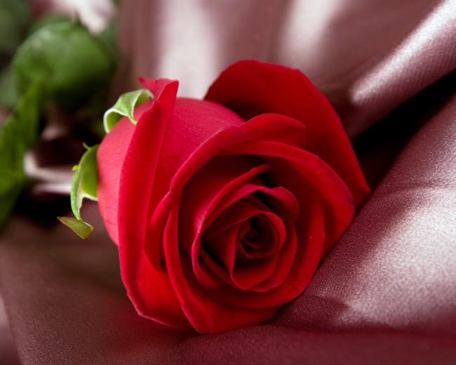 Amazing Rose red roses