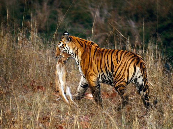 The Hunter tiger images
