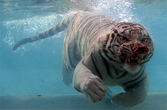 Swimming tiger images