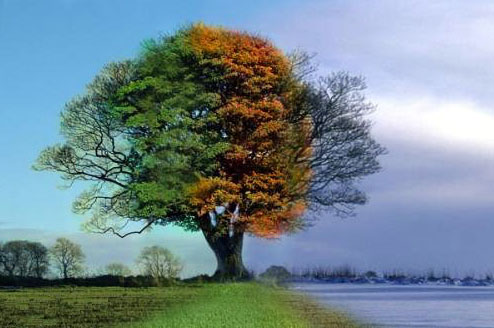  Love Tree time lapse photography