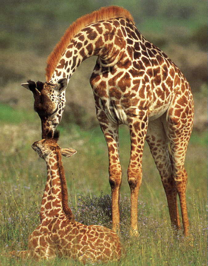 Cool pictures of giraffes
